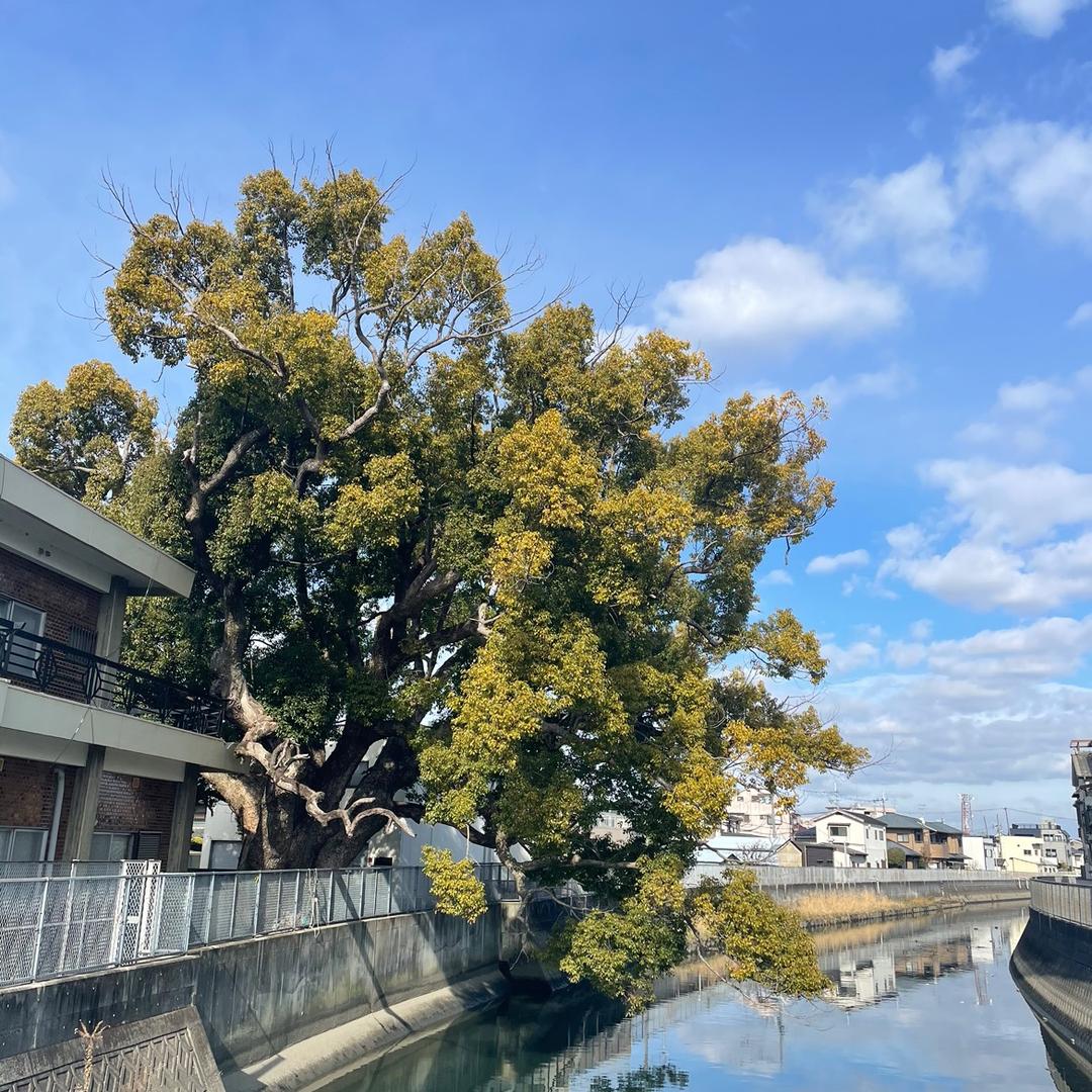舒克大骗子