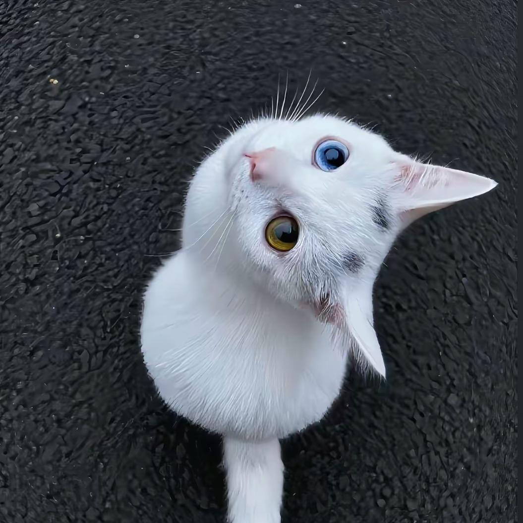 77鱼🐟