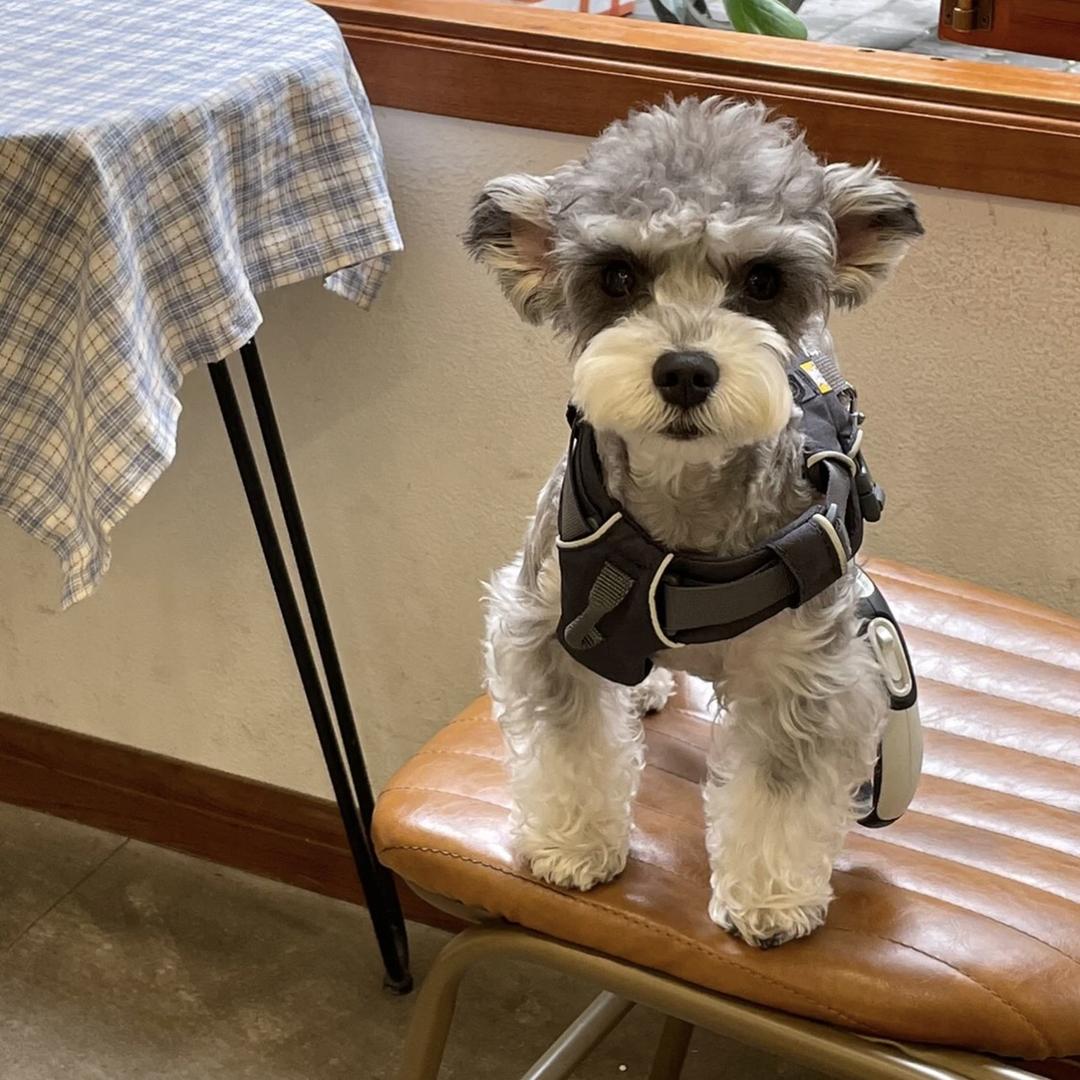 常州名犬舍阿龙宠物