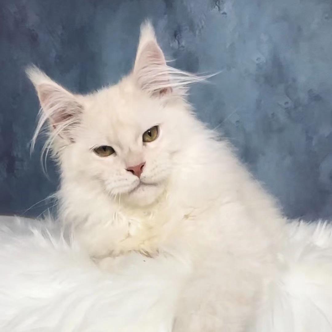 梦及猫舍MENGIR-直播号