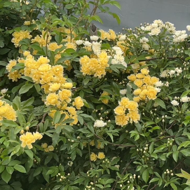 百草园花卉
