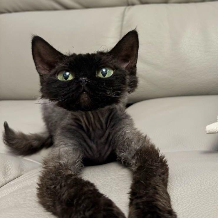 神奇德文卷毛猫