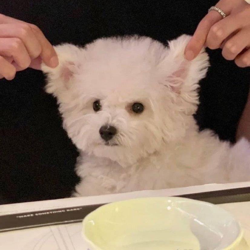 黑嘴儿不爱吃饭