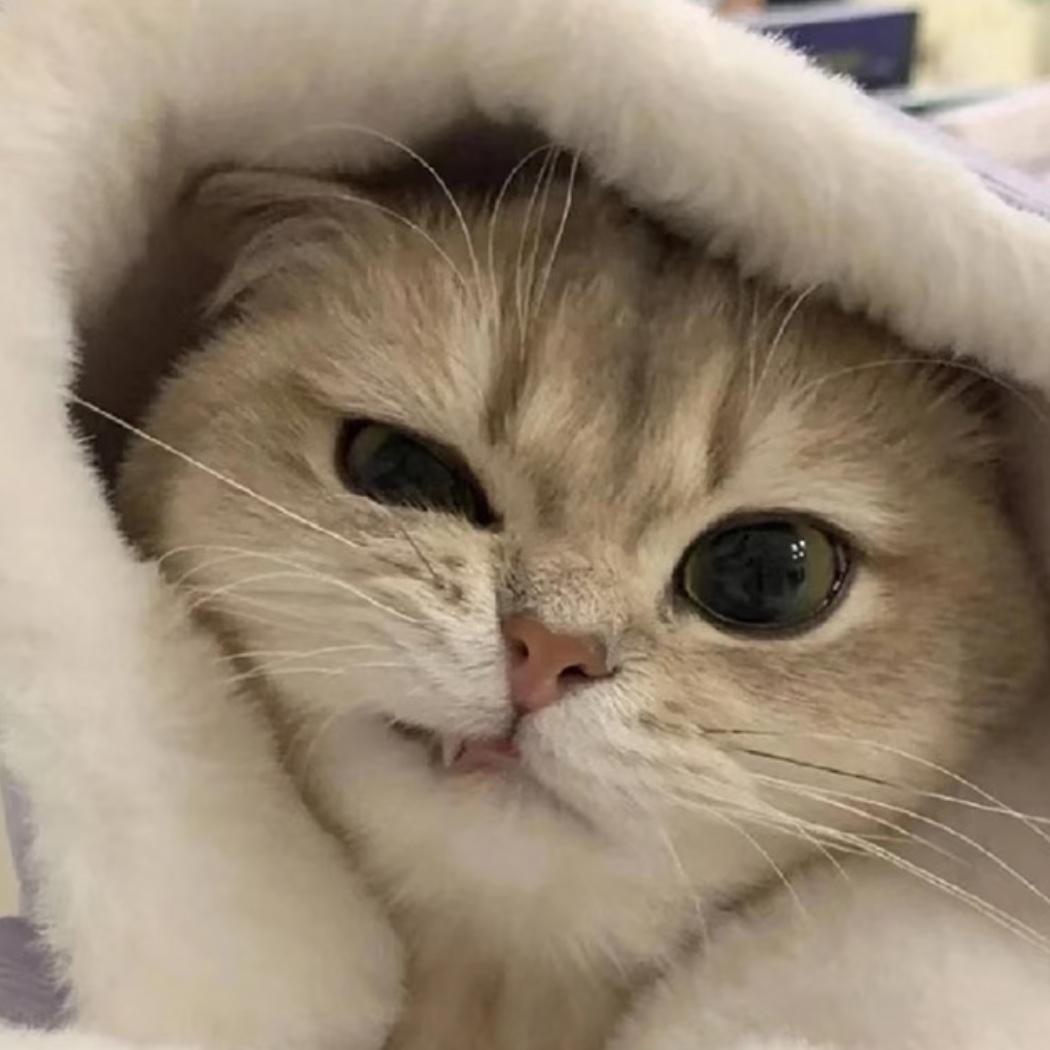 很呆(*ᴗ͈ˬᴗ͈)ꕤ*.ﾟ