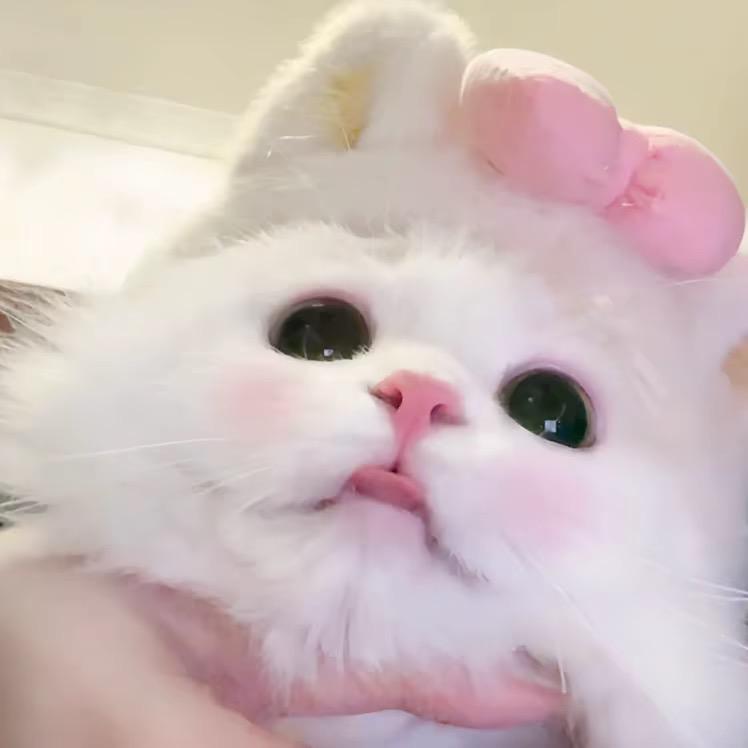 呆呆欣🐾