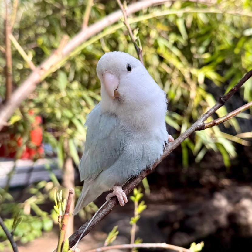 小鸟小鸟没烦恼🦜