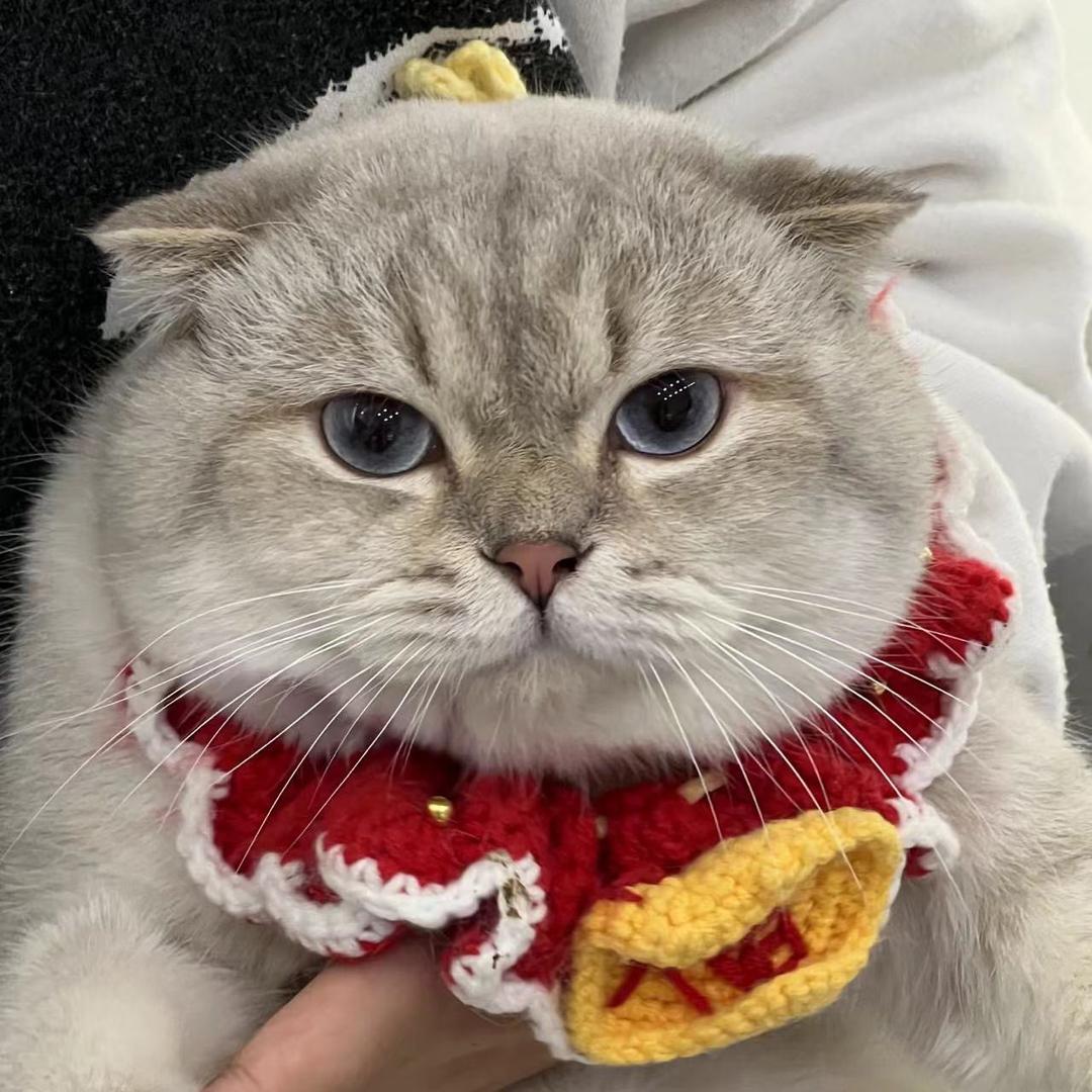 猫壹眼·猫咖·柄游
