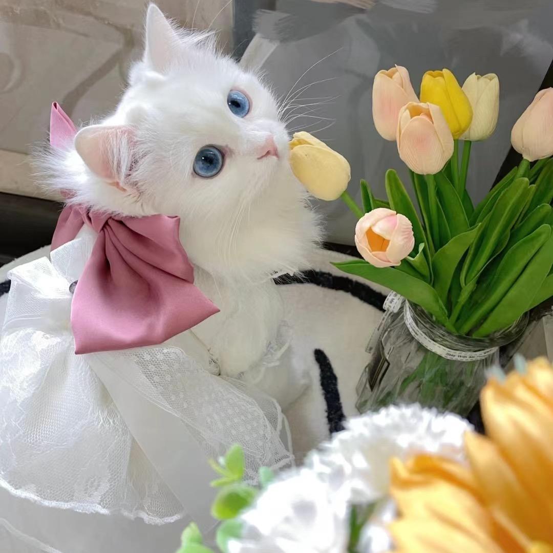 只对自己妥协