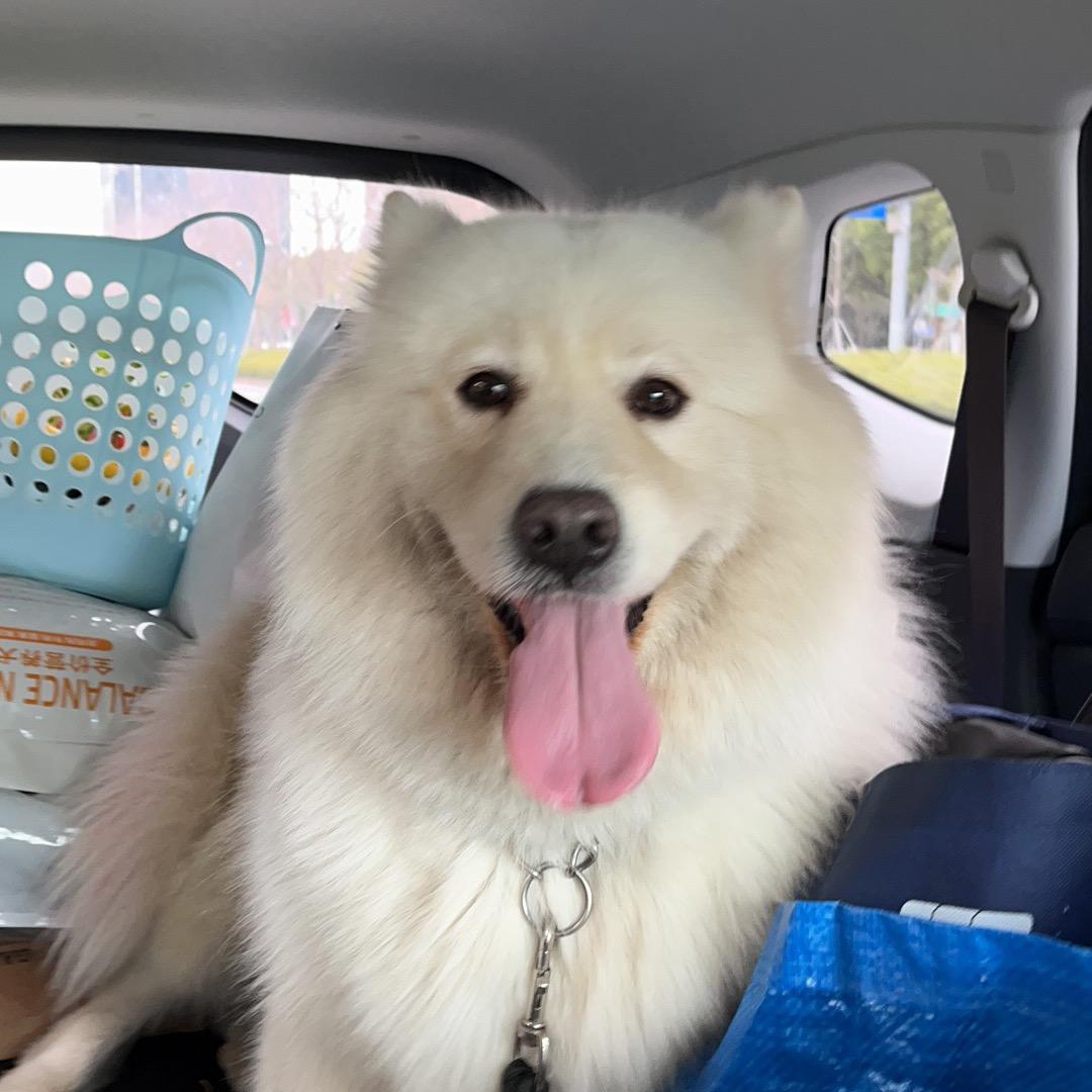 萨摩朵朵              🪳