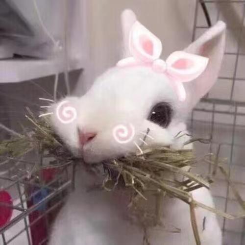 不给糖就捣乱呀