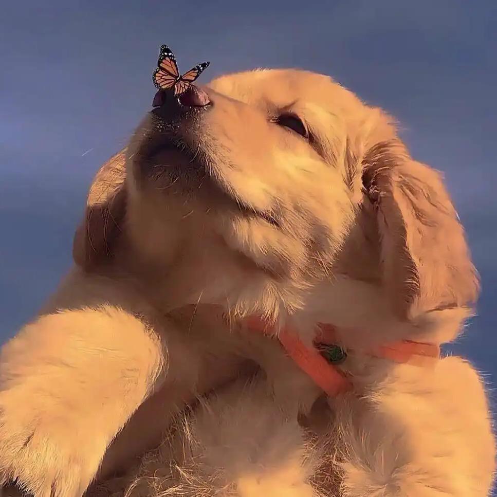 泡泡（励志版）