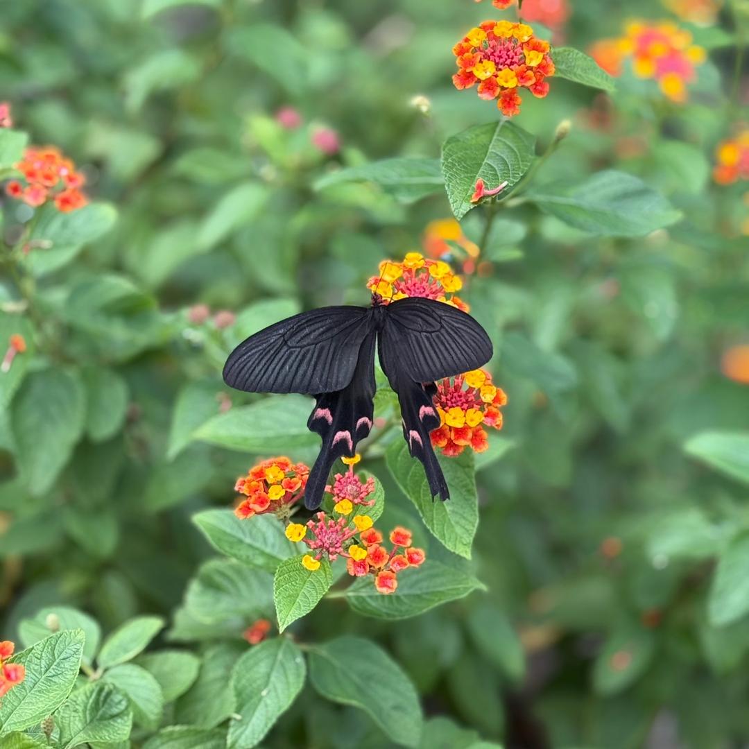 东坡足道张老师21号