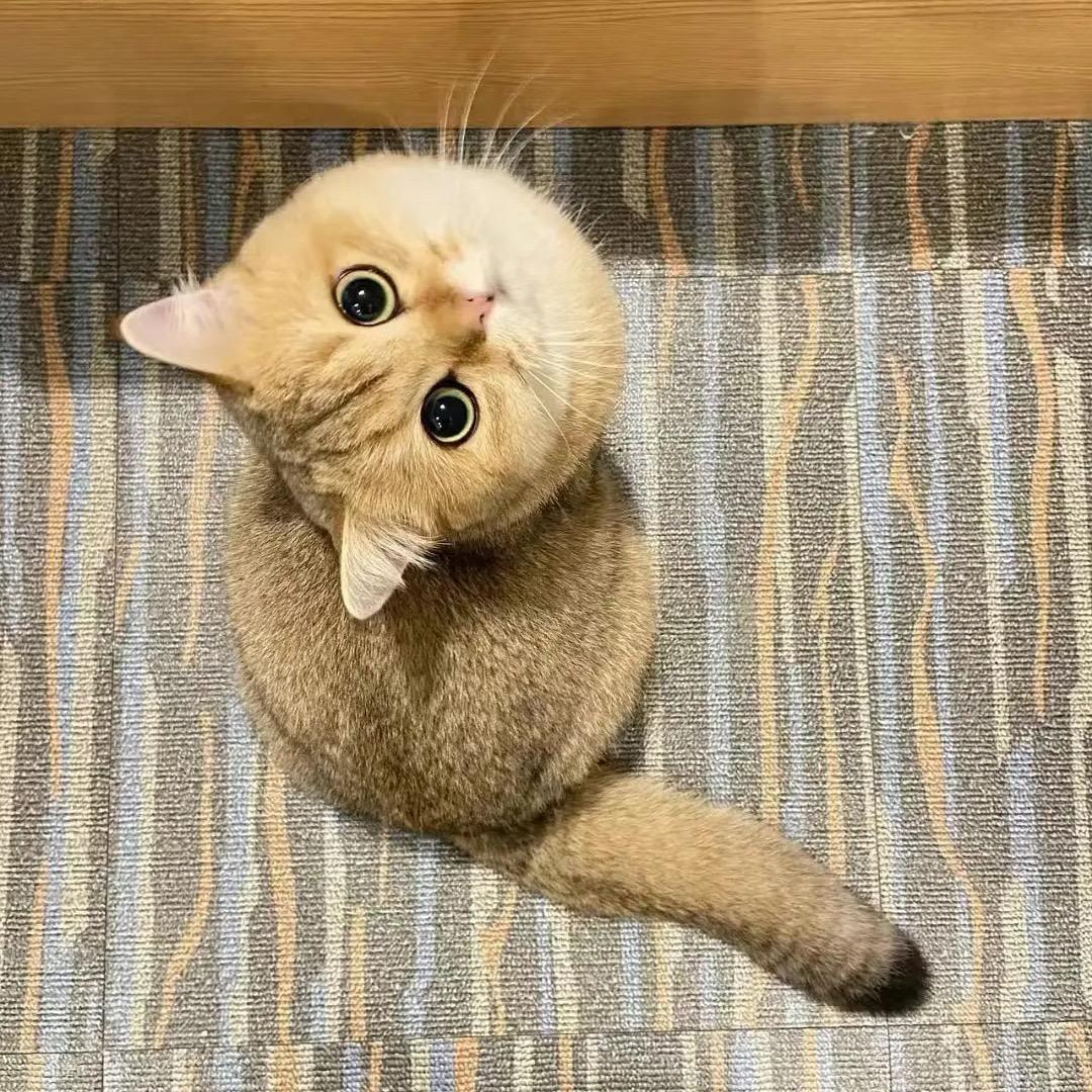 大牙痒痒