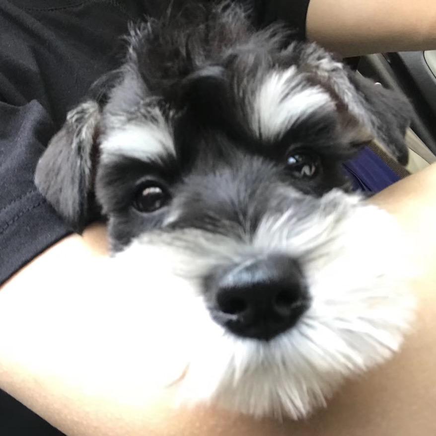 一只程阿哥