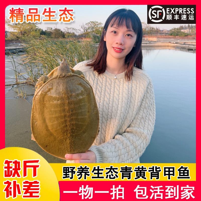 妍妍卖甲鱼的头像