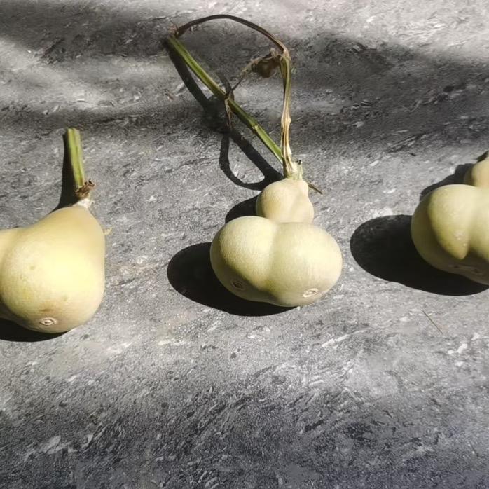 聊城红中旺葫芦