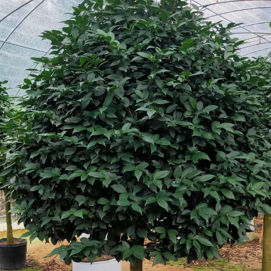 小锋花木场
