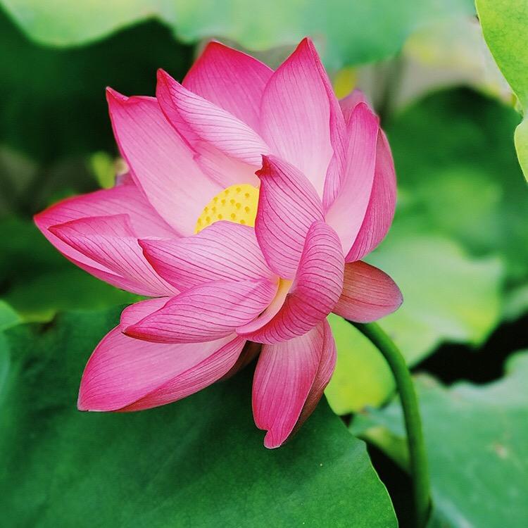 深海精灵