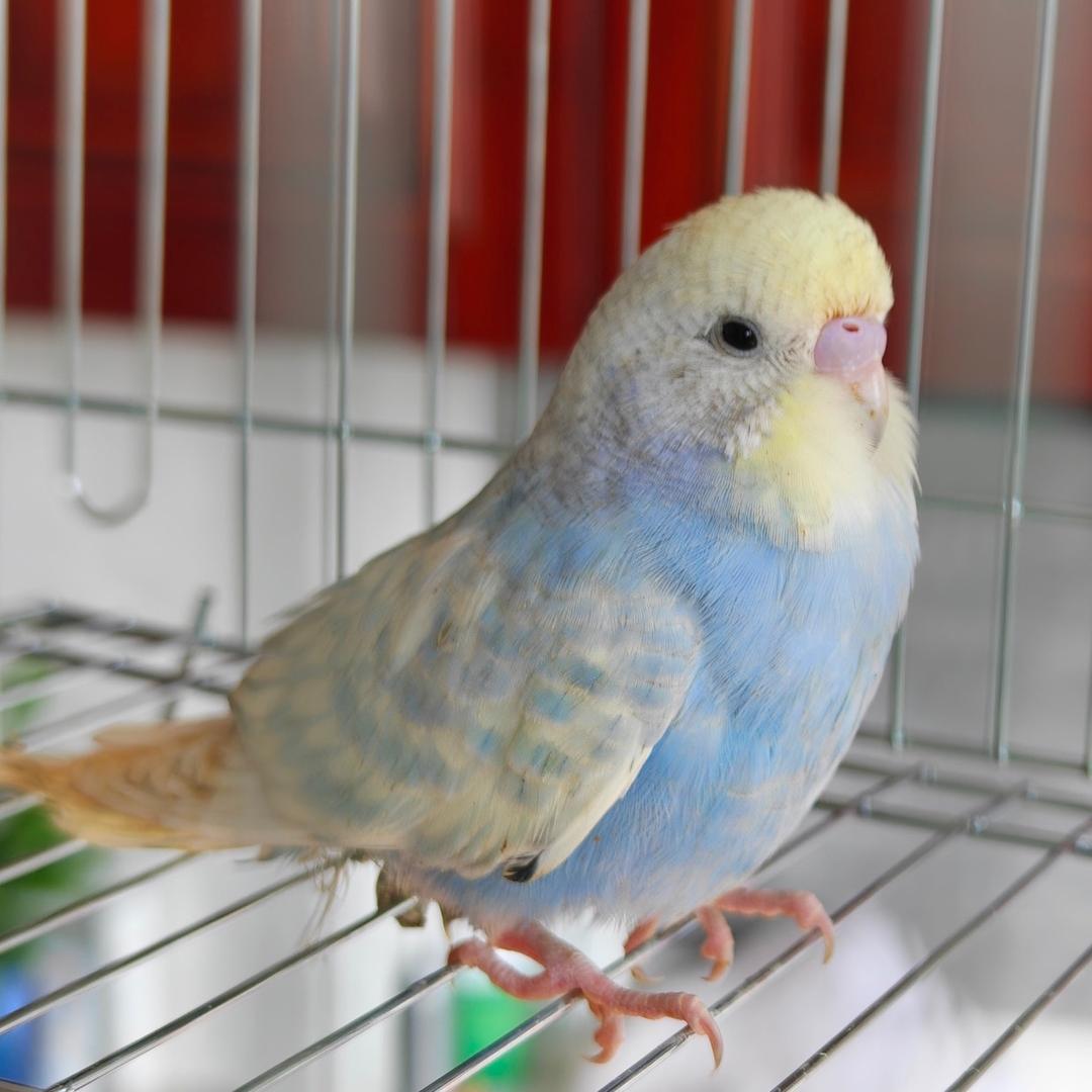 鹦宠联萌🦜