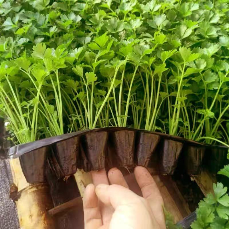 春之物雨精品菜苗