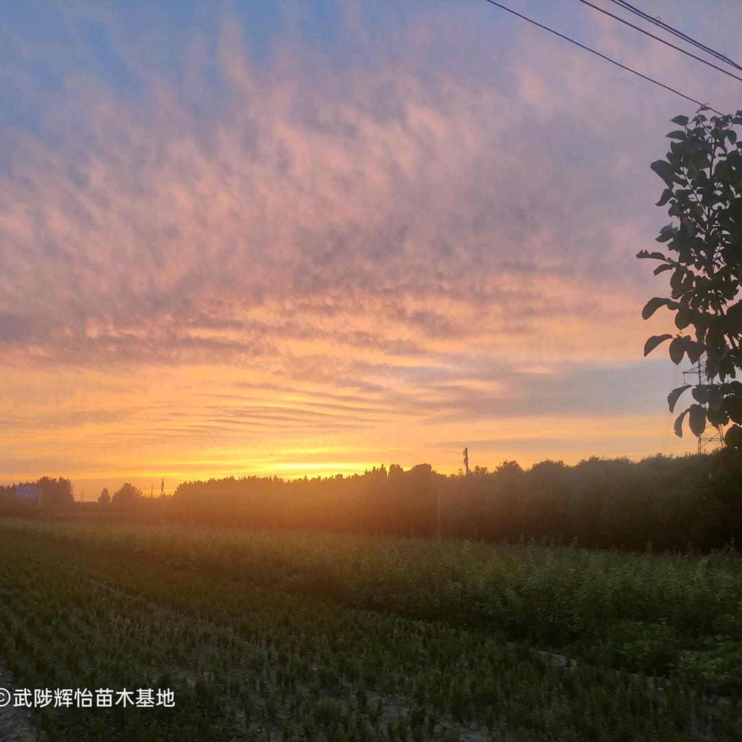 河南武陟辉怡苗木