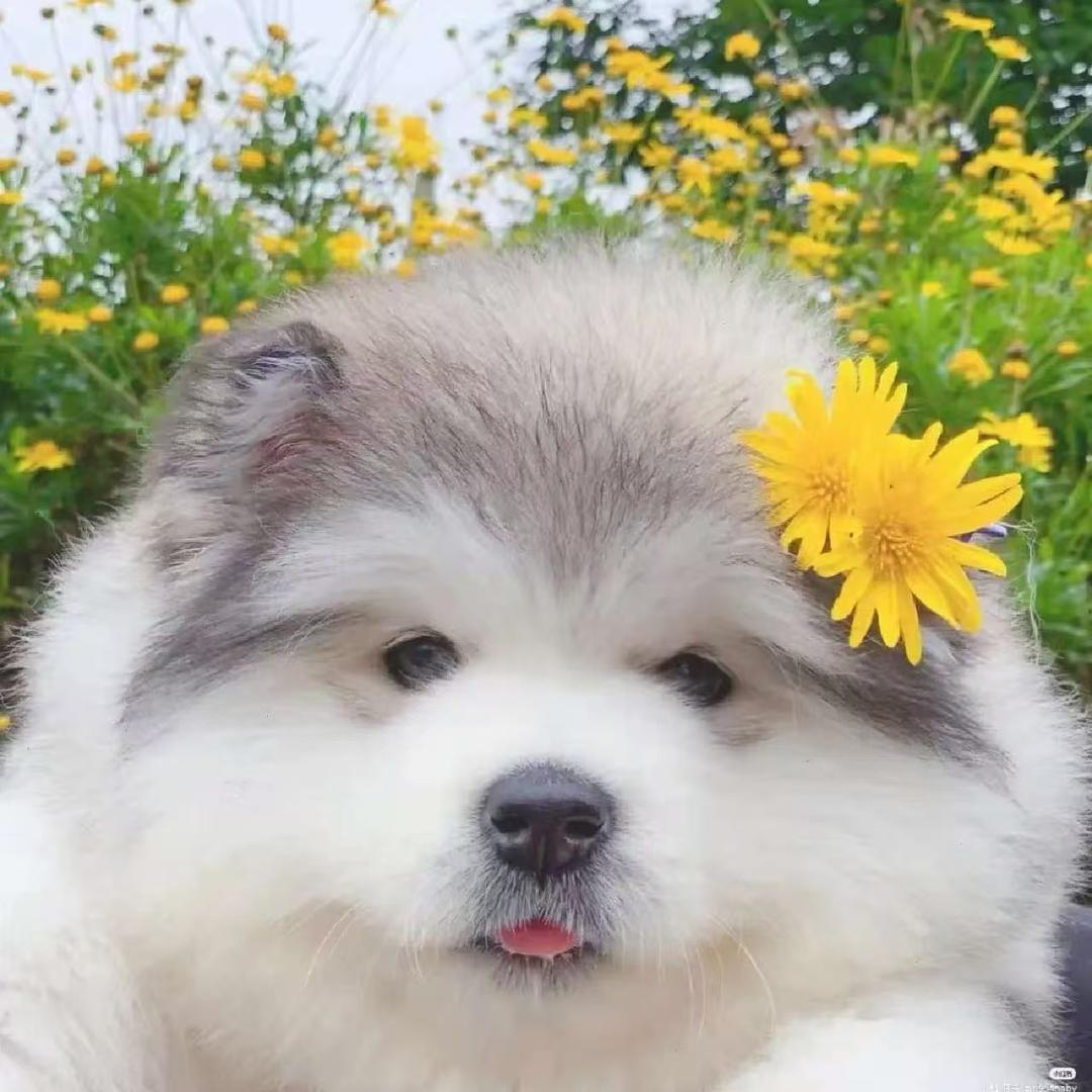 胖胖高端精品阿拉斯加