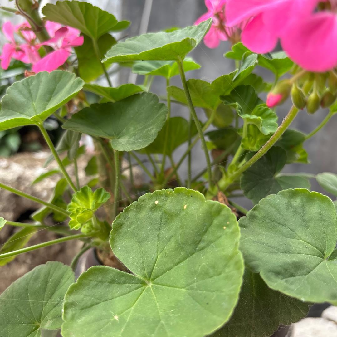 梦动xcvoiwlkanjvfwe直播号