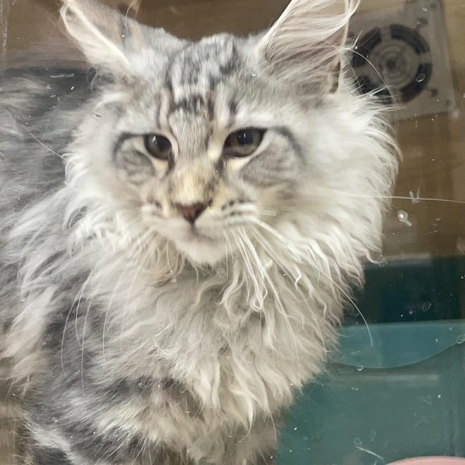 小猫猫