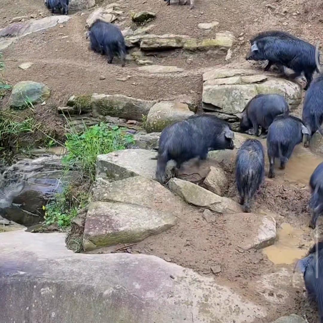山林农家土货