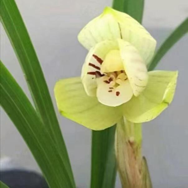 古唐兰花
