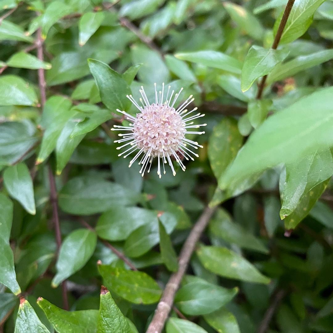 植地艺庄园