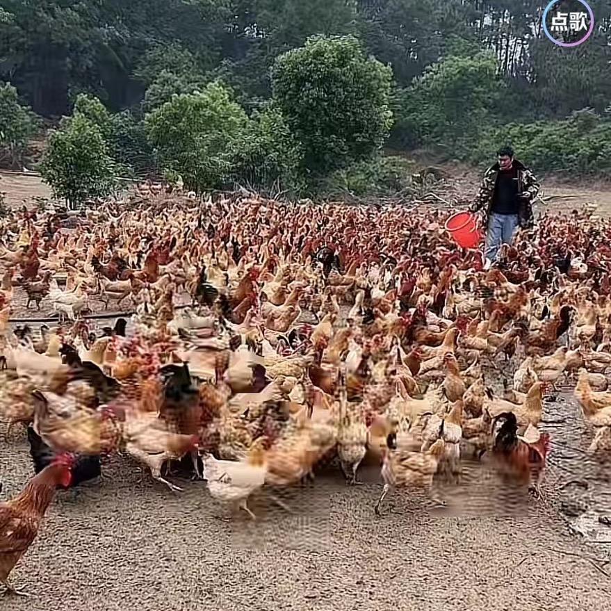 小小飞鸡