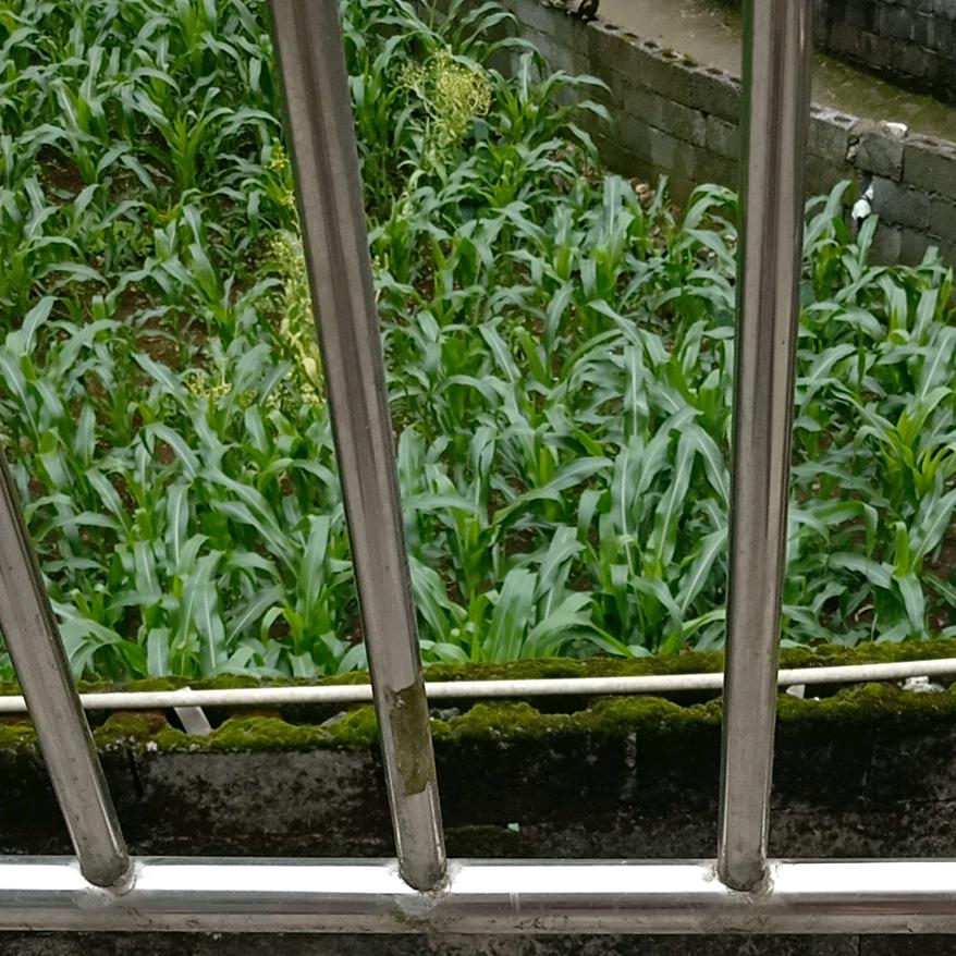罗小妹学习中