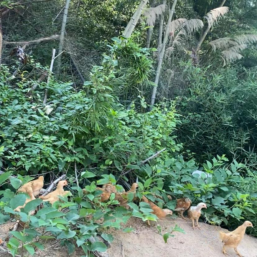 皖南高山散养土鸡