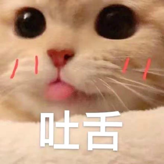 小猫崽崽