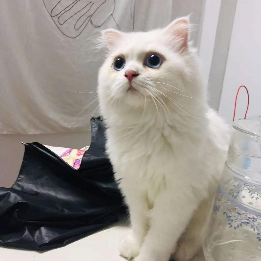 青李子女装衣柜