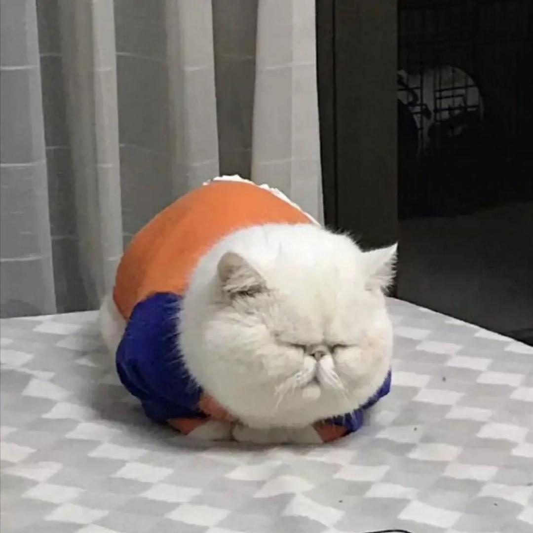 小🐑同志