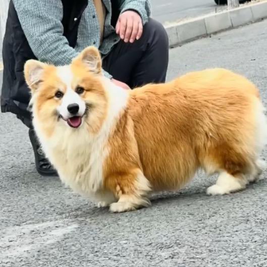顺当宠物