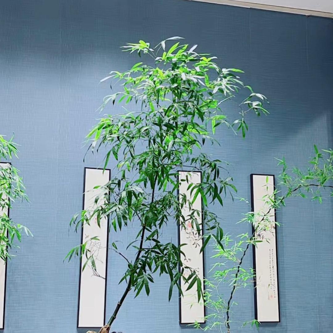 竹鱼
