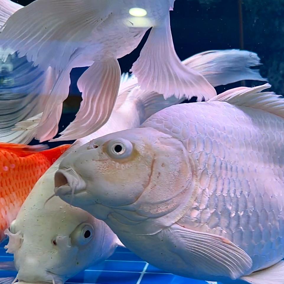 鱼生有您水族