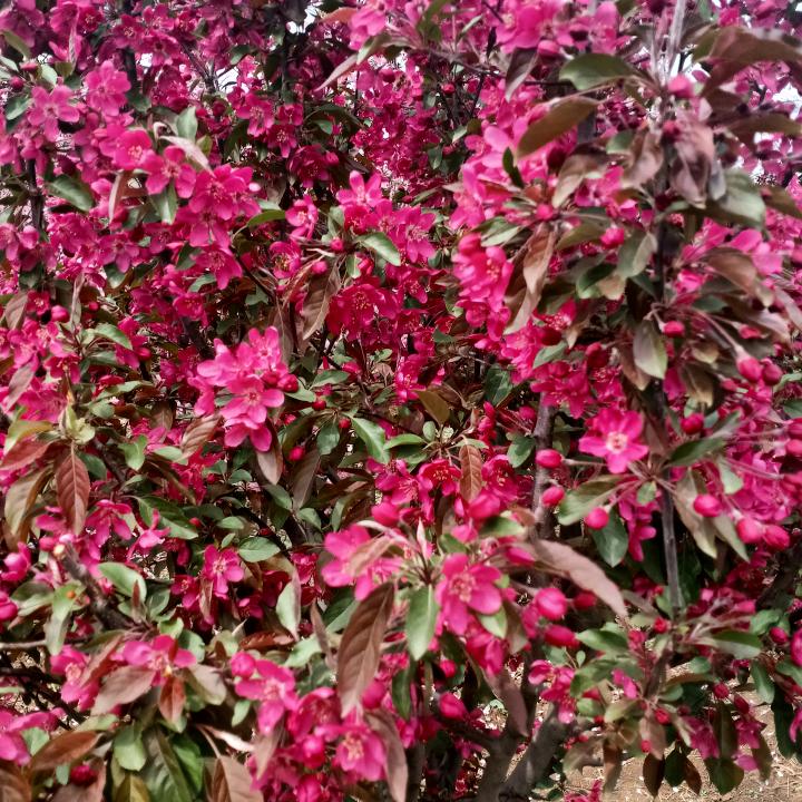 忘忧草