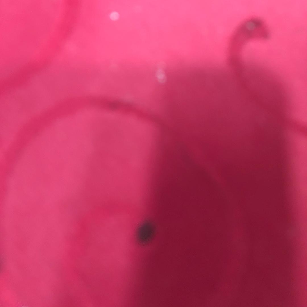 自由在外