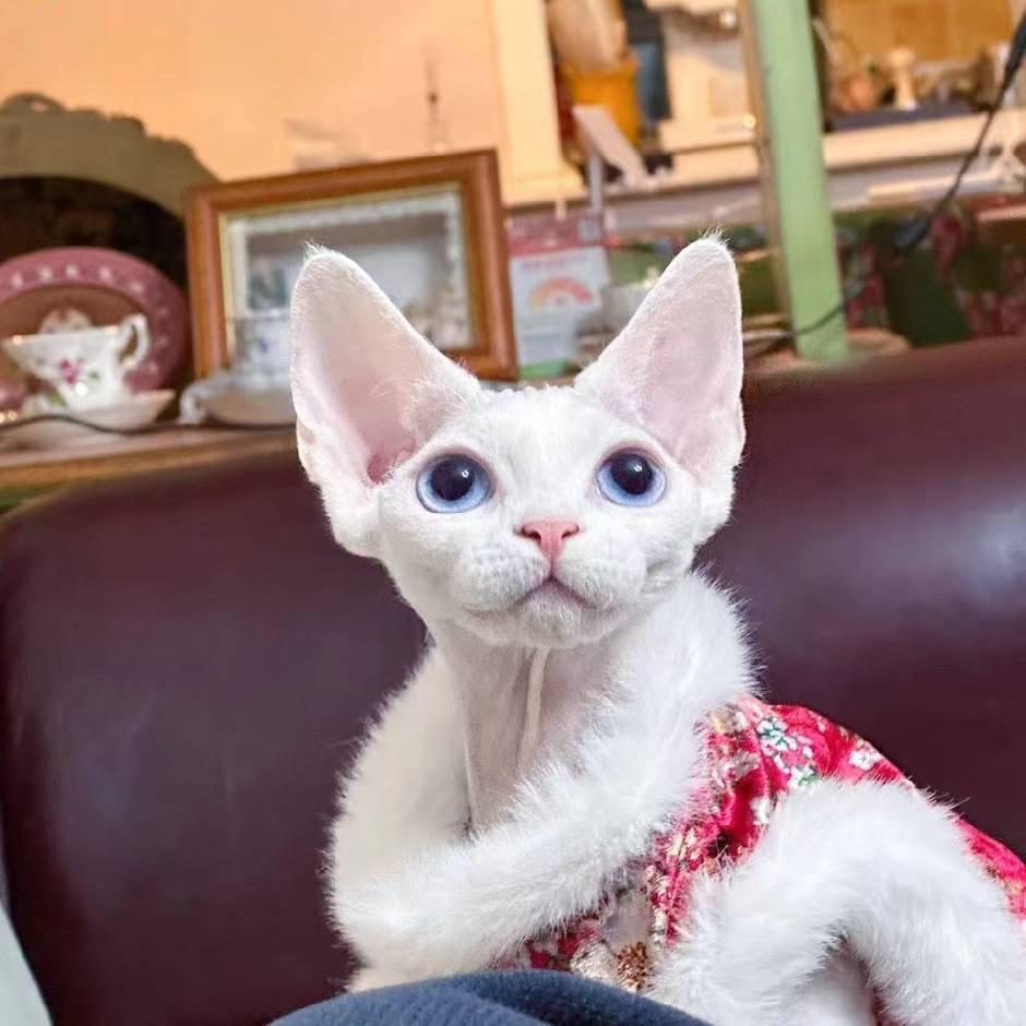 凡遇德文卷毛猫