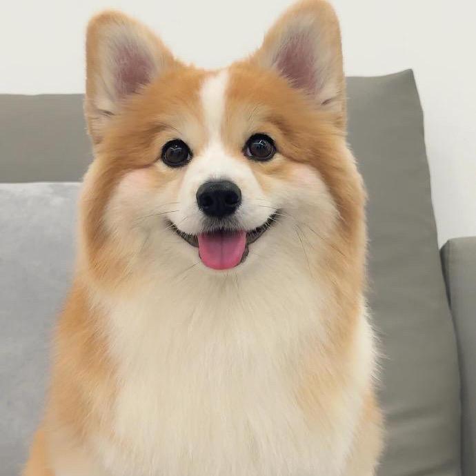 狗狗之家