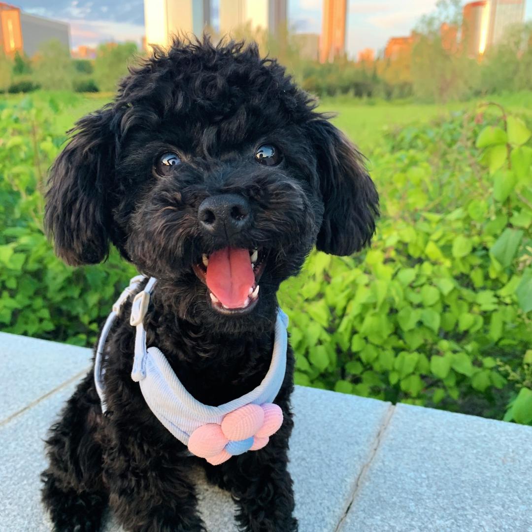 臭屁大王小来福