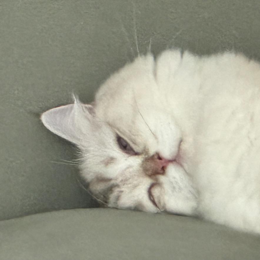 LuLu小车🐈