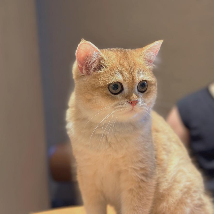 布丁是只🐱