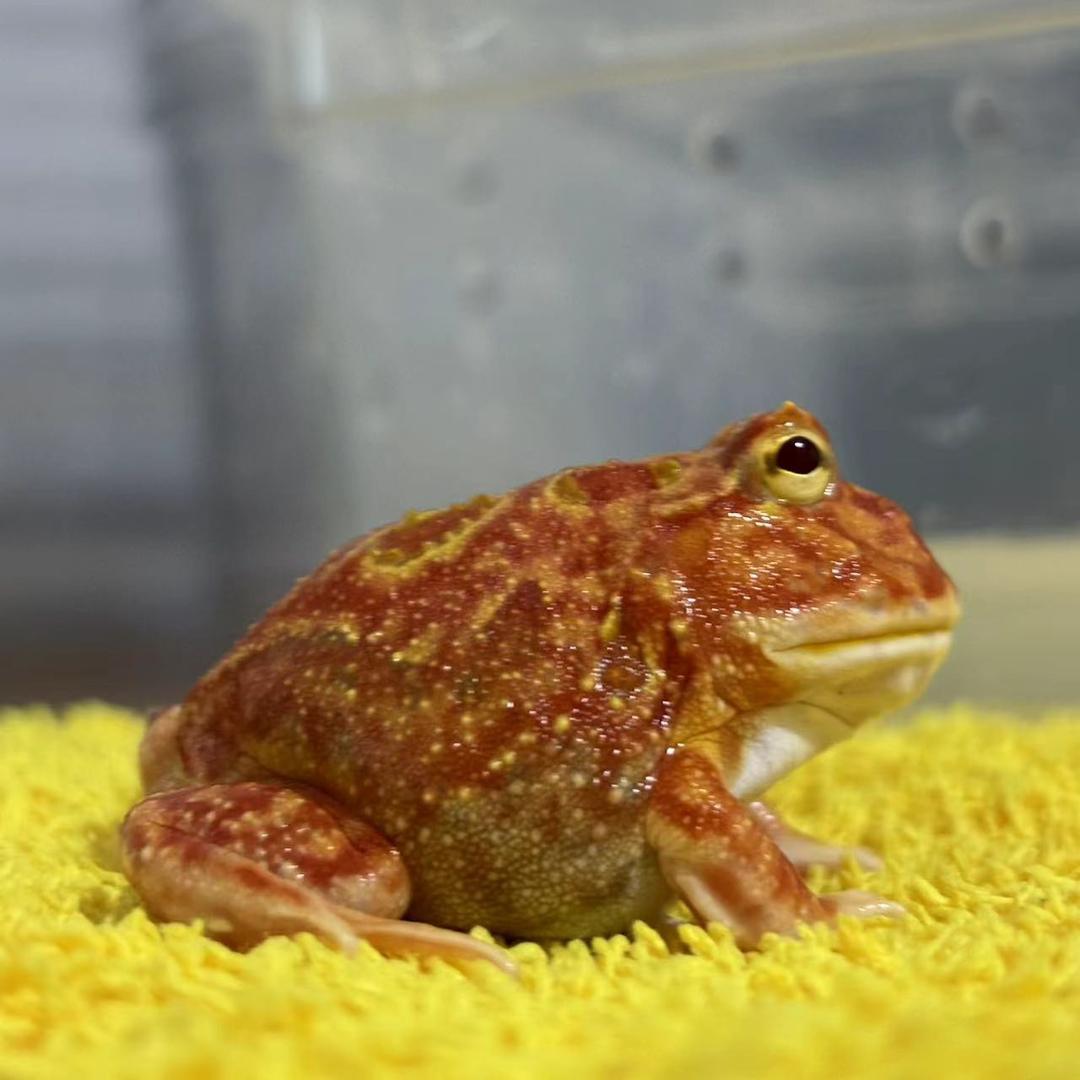 木木角蛙