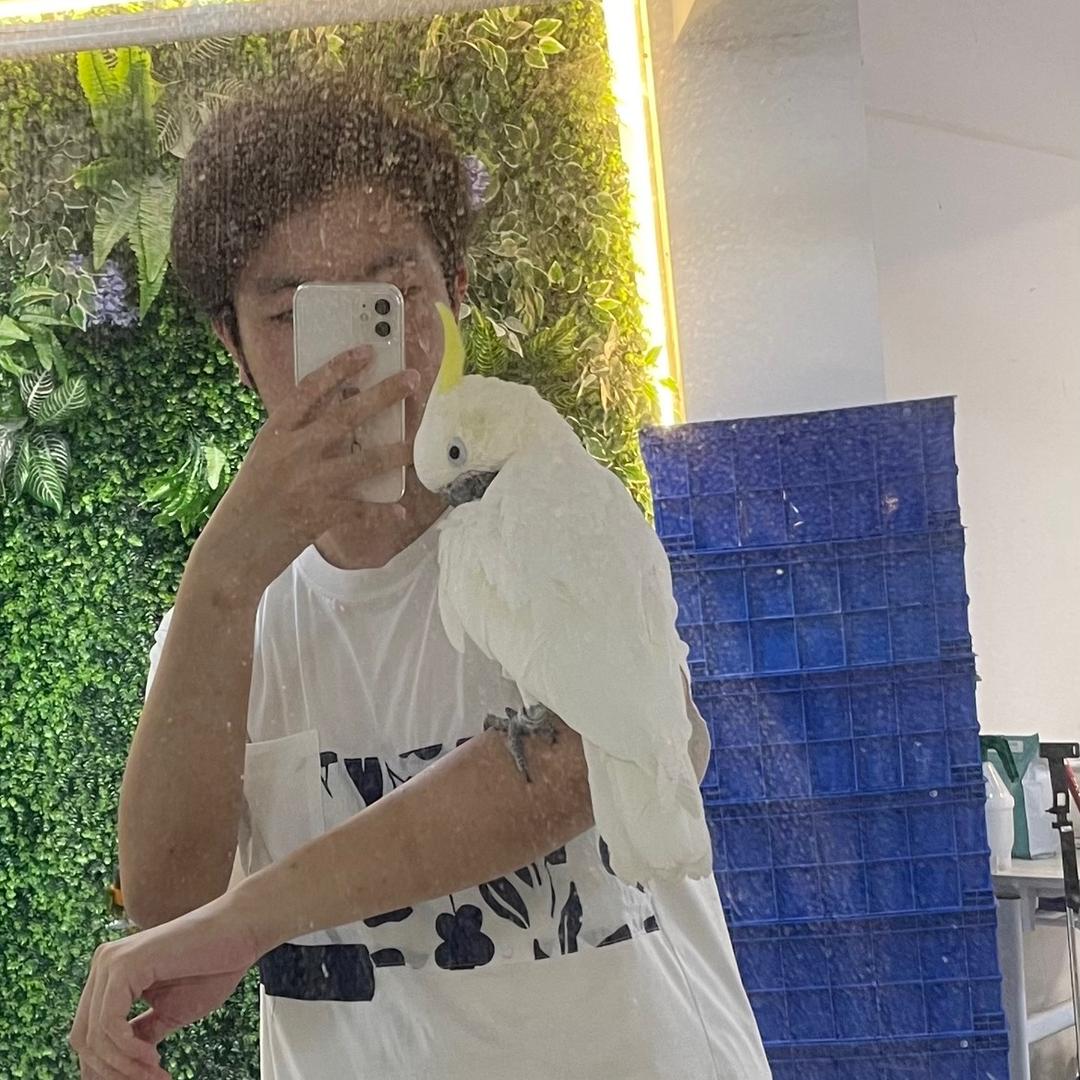 鹦鹉工厂—小哲