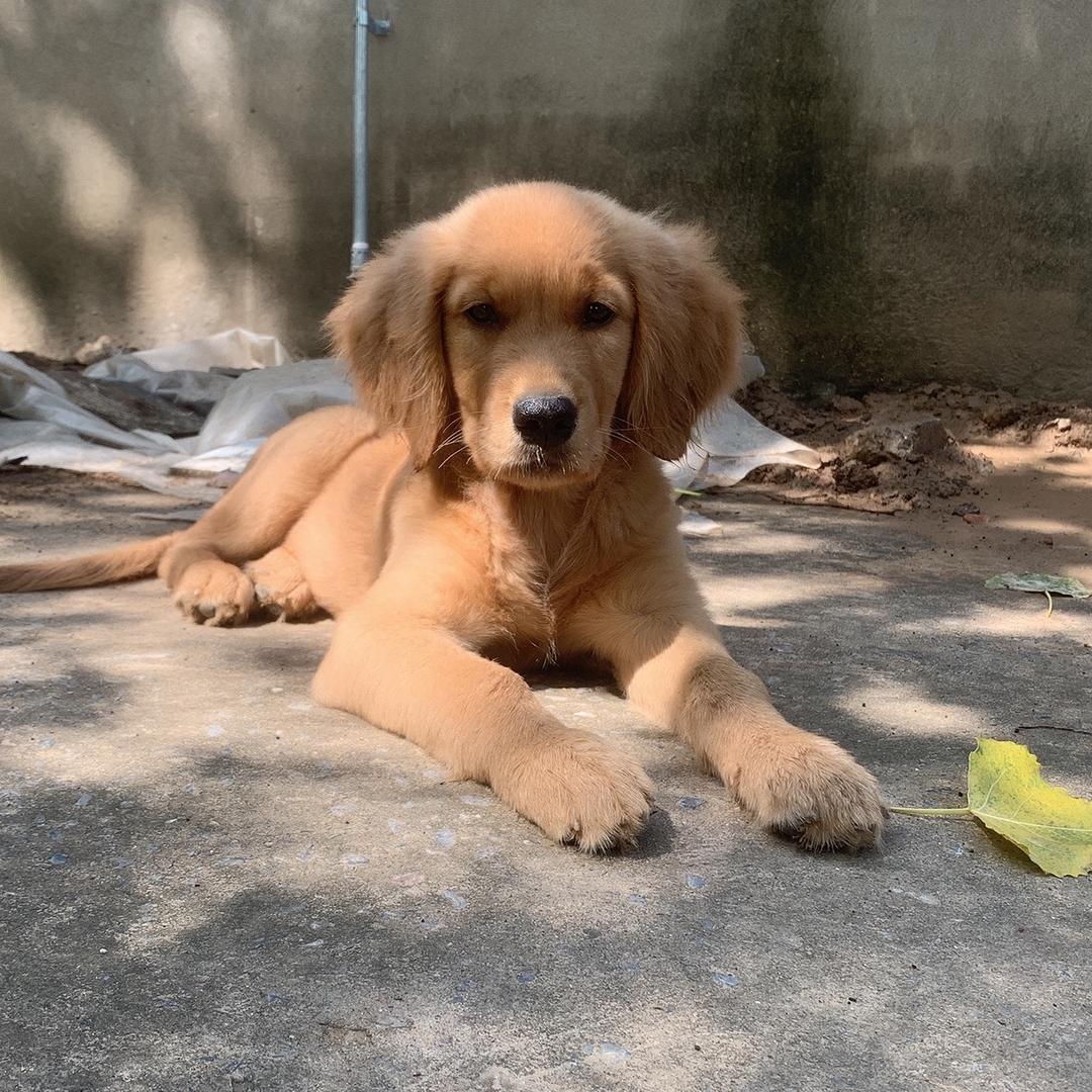 张小棕和李兜兜